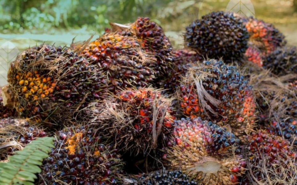 Riau Siap Jadi Pusat Integrasi Sawit dan Peternakan, Bidik Percontohan Nasional hingga Global