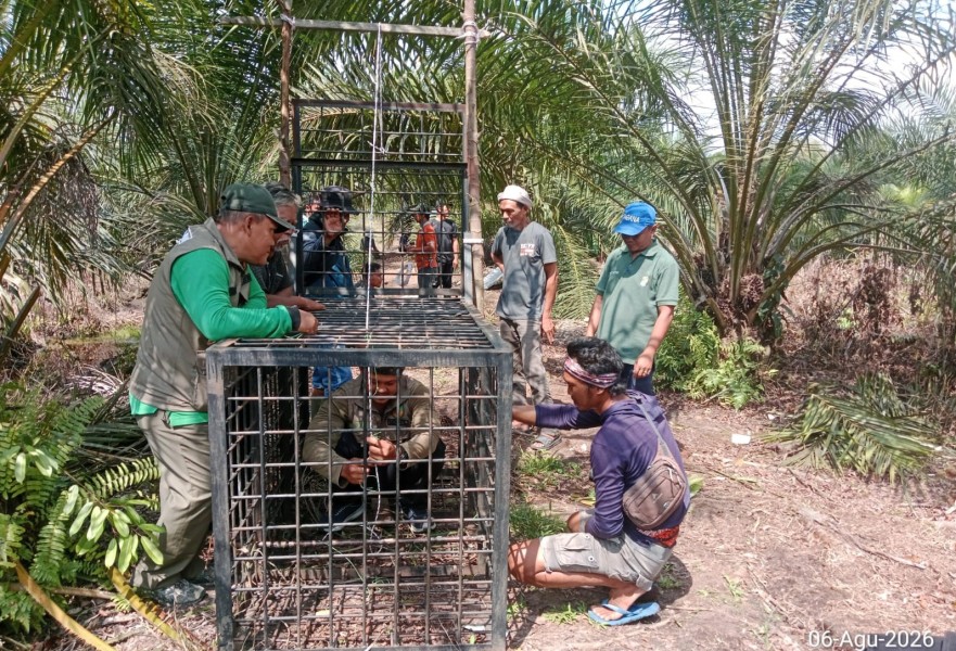 BBKSDA Riau Pasang Kandang Jebak Usai Warga Pelalawan Diserang Beruang Madu