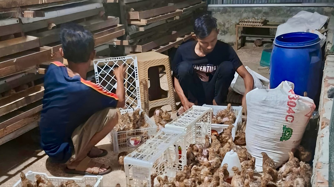 Manfaatkan Lahan Tidur, RT di Pekanbaru Sulap Ternak Puyuh Jadi Sumber Pendapatan dan Ketahanan Pangan