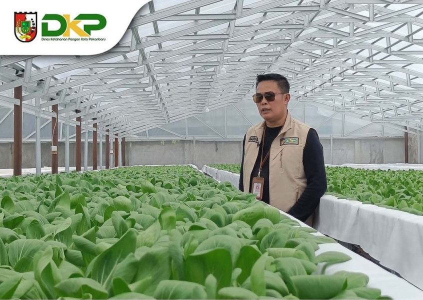 Kadis Ketahanan Pangan Pekanbaru Tinjau Pertanian Sayur Hidroponik, Sehari Bisa Produksi 600 Paket