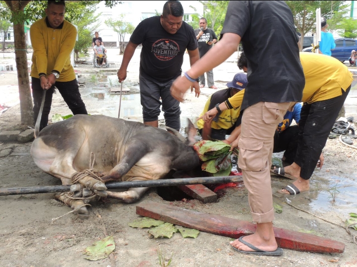 Idul Adha 1444 Hijriah, Umri Sembelih 9 Ekor Sapi