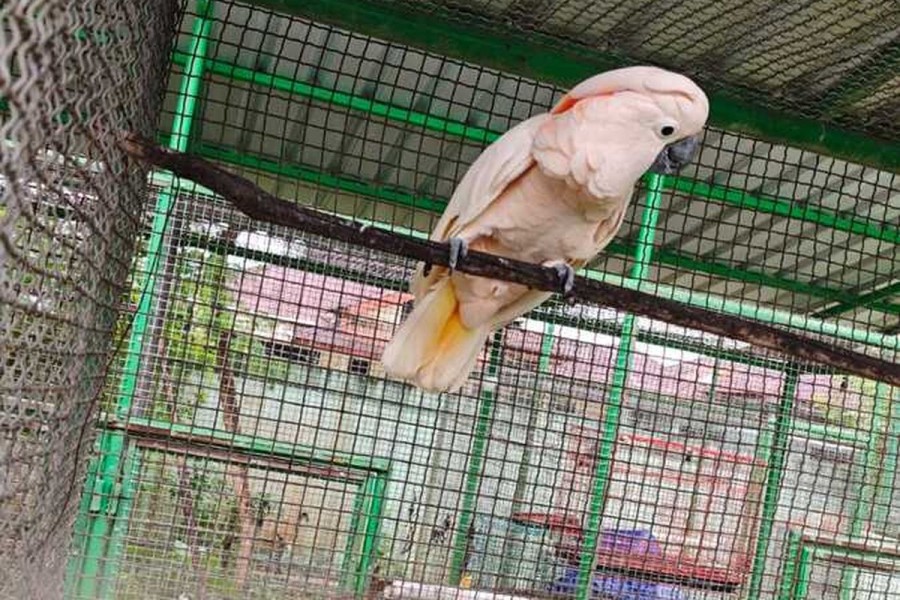 Selamatkan Satwa Endemik, Kakatua Maluku dari Riau Akan Dilepasliarkan ke Hutan Pulau Seram